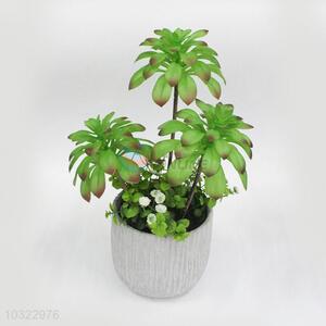 Promotional creative design succulent plants bonsai