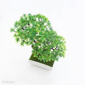 Promottional gift green bonsai plants for sale