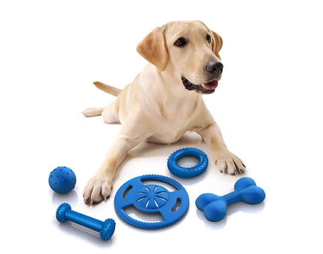 Choosing the Safe Toys for Your Dog