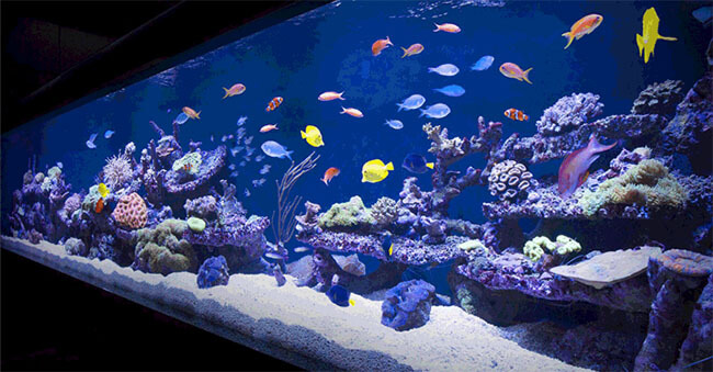 Why you need to Clean the Fish Tank