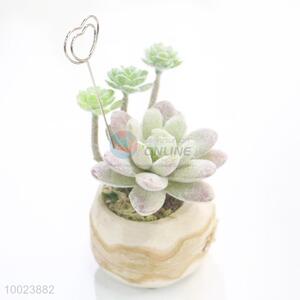 14.5cm Cardcase, Birch Pot with Succulent