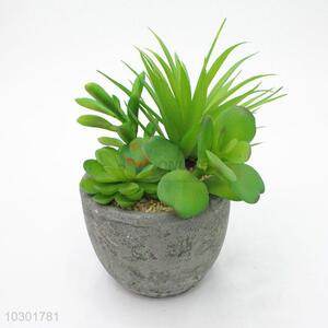 Crazy selling round flowerpot fleshy potted plants