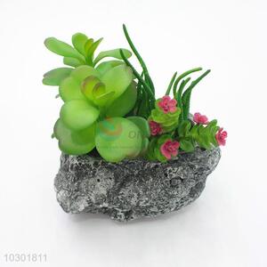 China Factory Supply  Succulent Plant Ornamental Plants