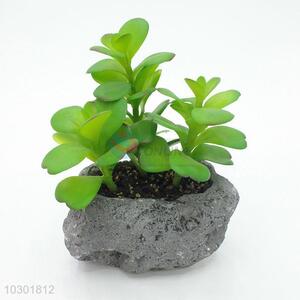 Made In China Wholesale Succulent Plant Ornamental Plants