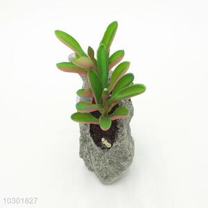 Hot sale simulation succulent plants