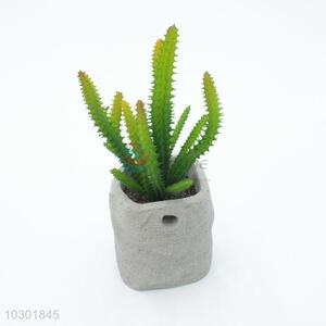 Comfortable Plastic Succulent Plant Ornamental Plants