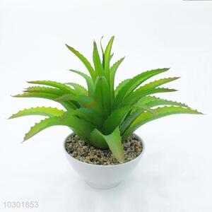 Lovely Design simulation succulent plants