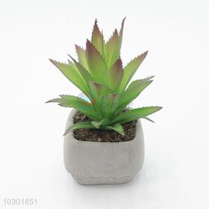Cute Design simulation succulent plants