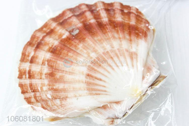 Wholesale sea shell best shell decorative shell craft