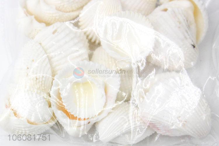 High sales natural sea shell best shell conch crafts