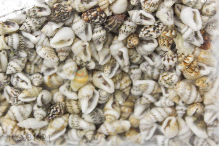 Good quality natural sea shell fashion conch crafts