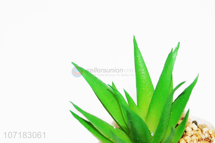 多肉植物